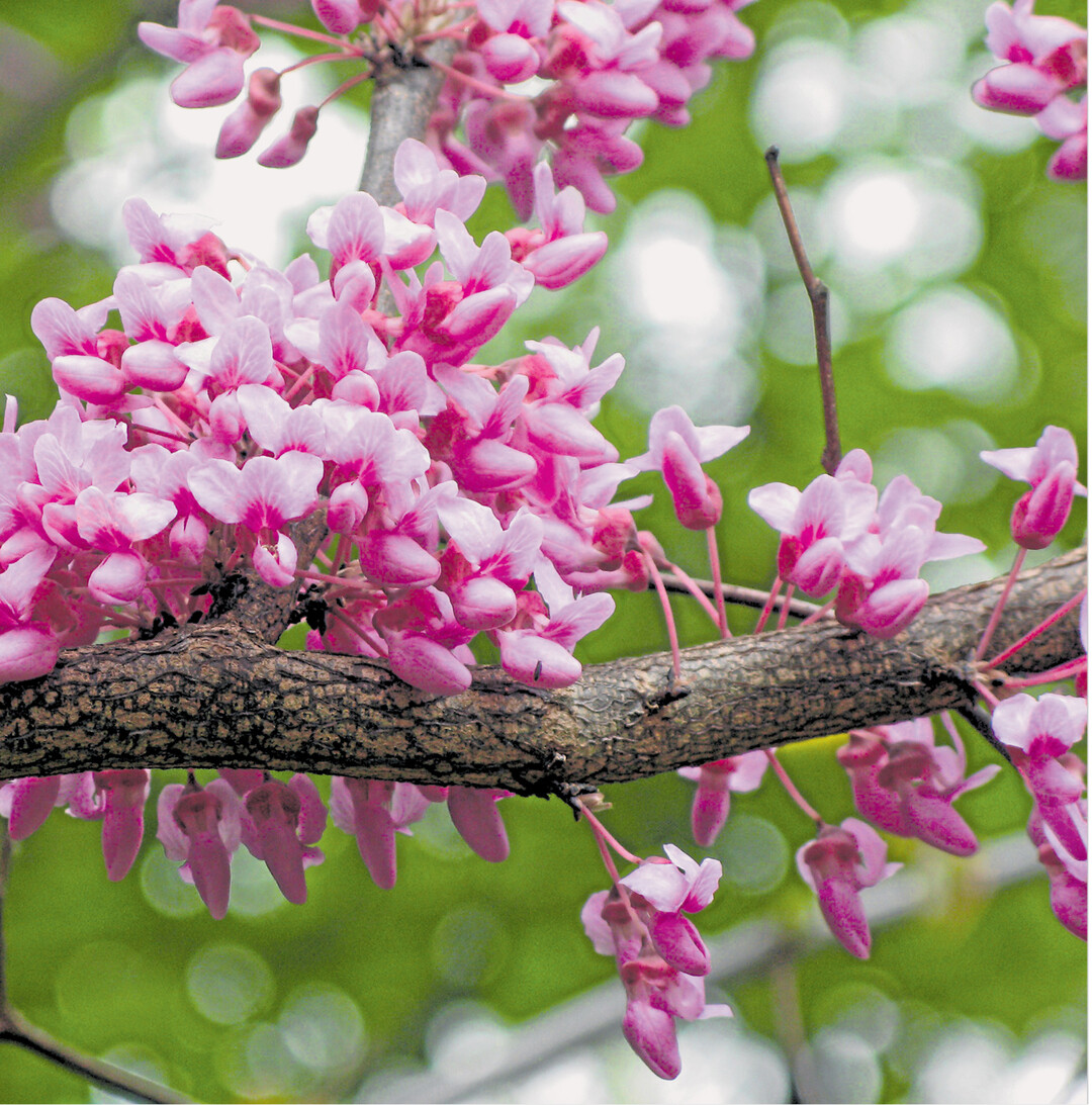Eine botanische Besonderheit ist der Gewöhnliche Judasbaum (Cercis siliquastrum). In den Hohenheimer Gärten, am Eingang von der Garbenstraße nahe des Spielhauses, ist derzeit ein blühendes Exemplar zu bestaunen. Beim Judasbaum treiben die Blütenstände direkt aus den älteren Ästen hervor. Die prächtigen Blüten dieser Leguminosenart erscheinen vor dem Laubaustrieb.