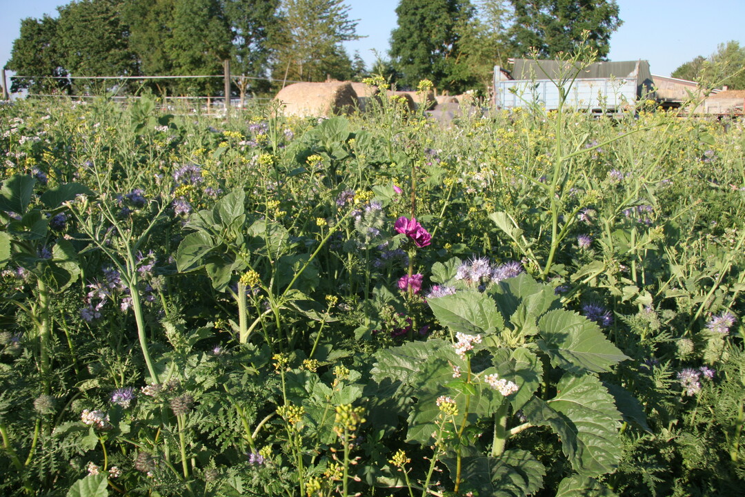 Die Rebhuhnblühmischungen bleiben über den Winter stehen und bieten Nahrung und Schutz.