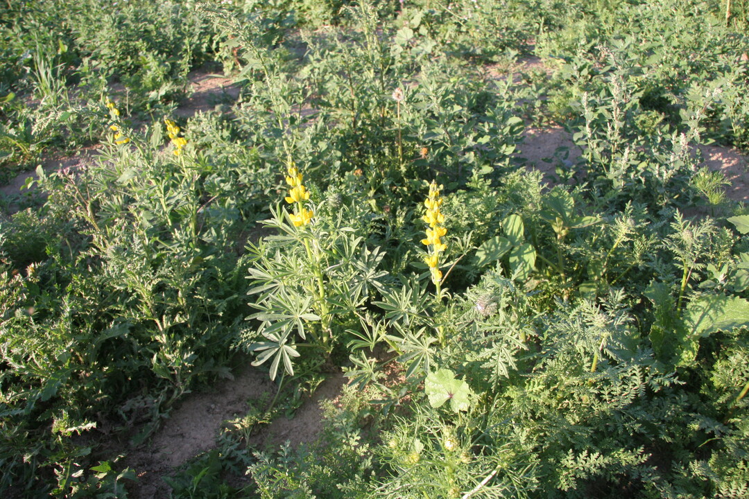 Vielfalt in der Zusammensetzung soll den Rebhühnern das Überleben erleichtern.