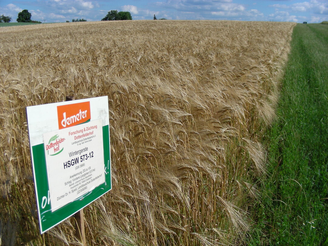 Die Qualität von Z-Saatgut wird sehr genau überprüft.