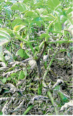 Voll erwischt: Dieses Bild zeigt eine Pflanze mit Primärbefall.