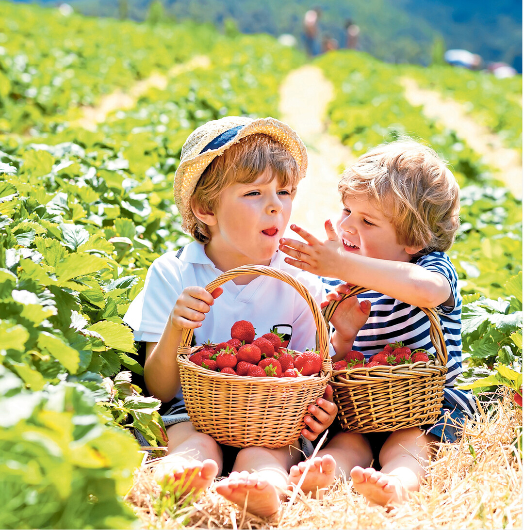 Am besten schmecken die roten, sen Frchte zur Erdbeerzeit, wenn sie frisch geerntet verspeist werden. Erdbeeren aus heimischem Freilandanbau knnen bis zuletzt an der Pflanze ausreifen, und das danken sie mit herrlichem Duft und vollem Aroma.