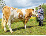 47 kg Milch leistete die Hutera-Tochter aus der Zucht von Richard Raunft und von Stefan Göggerle zum Verkauf vorgestellte Jungkuh. Sie erzielte 2600 Euro.