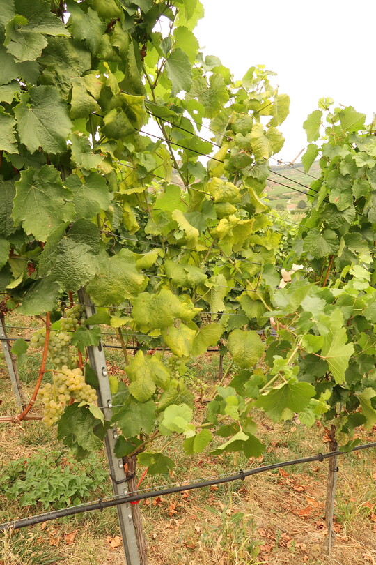 Schwarzholzkranker Stock