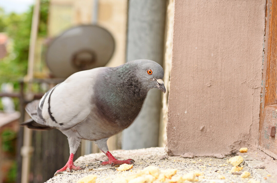 Taube auf Fenstersims, auf dem Futter liegt