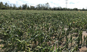  Die Landwirtschaftliche Rentenbank bietet ab sofort Darlehen zur Liquidittssicherung fr Unternehmen der Landwirtschaft, des Wein- und des Gartenbaus an, die Schden durch Unwetter oder Hochwasser erlitten haben.