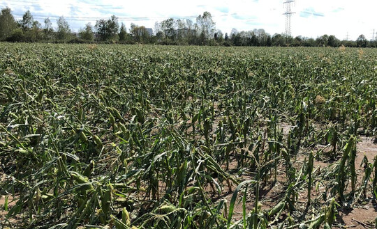   Die Landwirtschaftliche Rentenbank bietet ab sofort Darlehen zur Liquidittssicherung fr Unternehmen der Landwirtschaft, des Wein- und des Gartenbaus an, die Schden durch Unwetter oder Hochwasser erlitten haben.