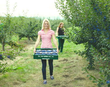 Anfang Juli erfolgte der Start in die baden-wrttembergische Zwetschgenernte.