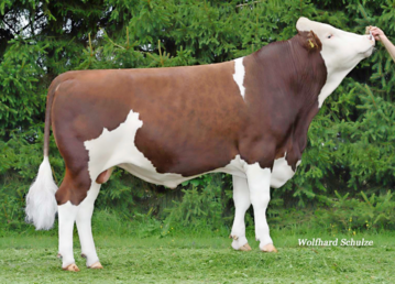 1 Ramos, ein Reus-Sohn, der von Pirmin Riesle gezchtet wurde, schaffte den Sprung in den Zweiteinsatz.