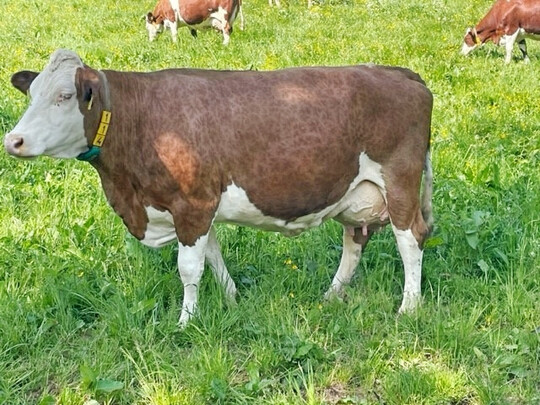 2 Die Vorderwälder-Kuh Wella ist die Mutter des Vorderwälder-Bullen Ramos.