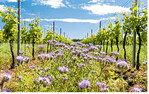 Phacelia gilt als Bienenblume. Im Weinberg muss die Blühmischung allerdings zum Standort passen.