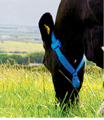 Der MooMonitor+ überwacht die Tiere rund um die Uhr und meldet abweichendes Verhalten.