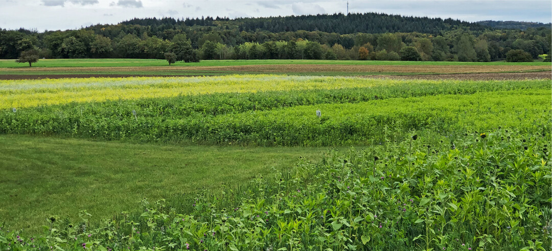 Hinten links blühende Kruziferenmischungen, vorne rechts nicht blühende kruziferenfreie Mischungen bei gleichem Aussaatdatum.