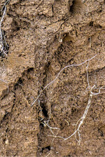 In Regenwurmröhren oder alten Wurzelkanälen kann sich Wasser schnell und ungehindert durch das Bodenprofil bewegen.