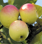 Bittenfelder Sämling