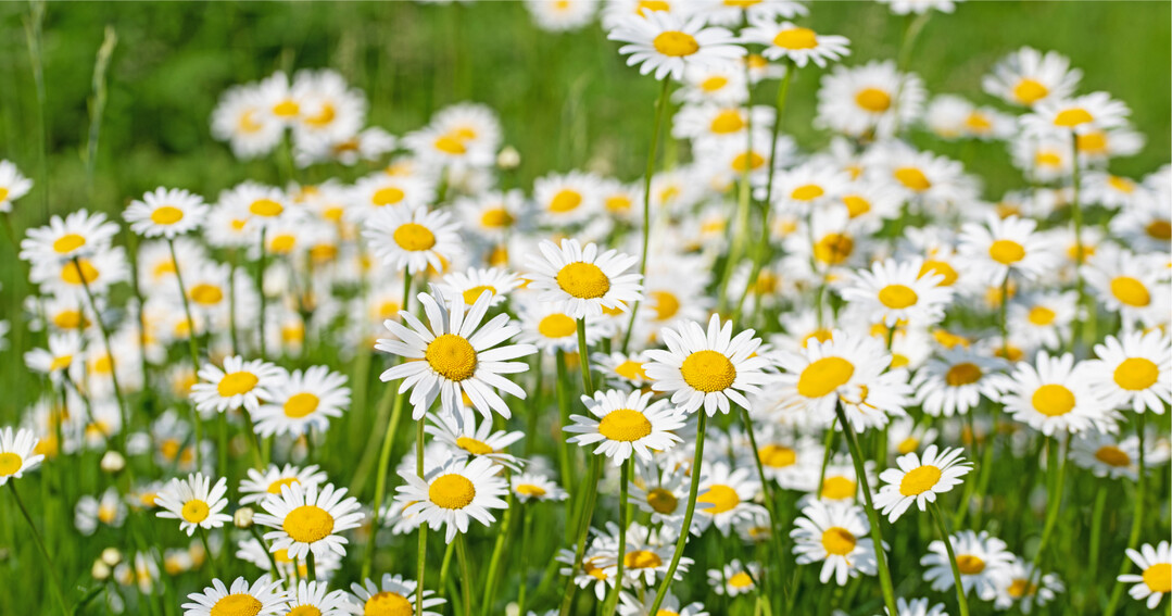 Die strahlenden Blüten der Margerite stimmen uns heiter. Ein solches Bild als PC-Hintergrund oder fürs Smartphone hilft bei jedem Hinschauen, dass sich auch das Gesicht entspannt.