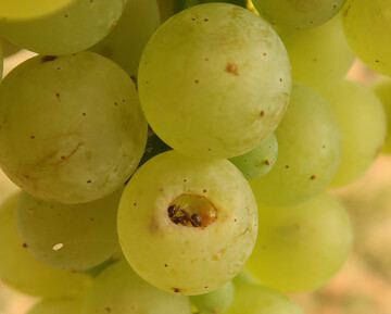 Ameisenbefall in einer Beere.