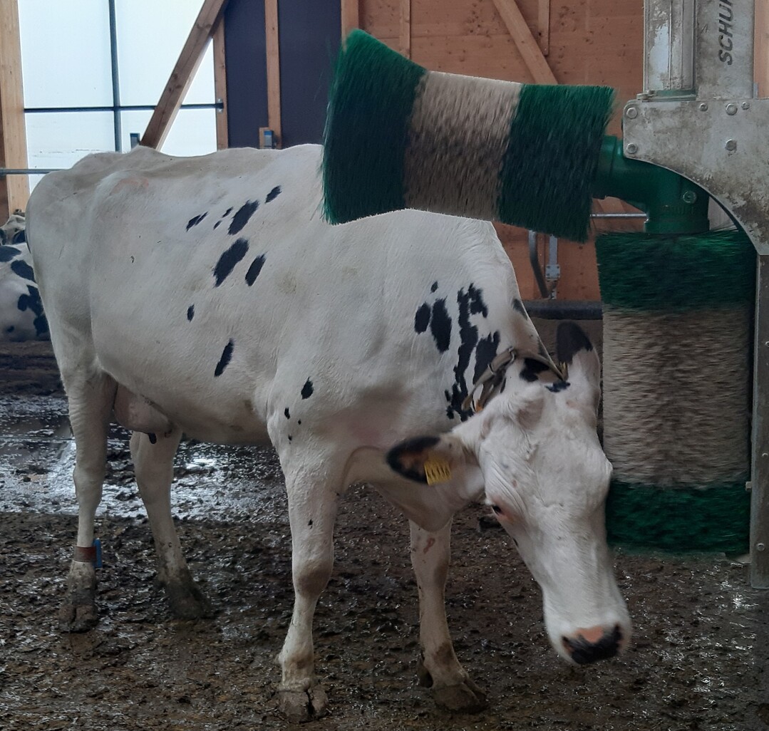 Kühe starten Kuhbürsten gern mit dem Kopf.