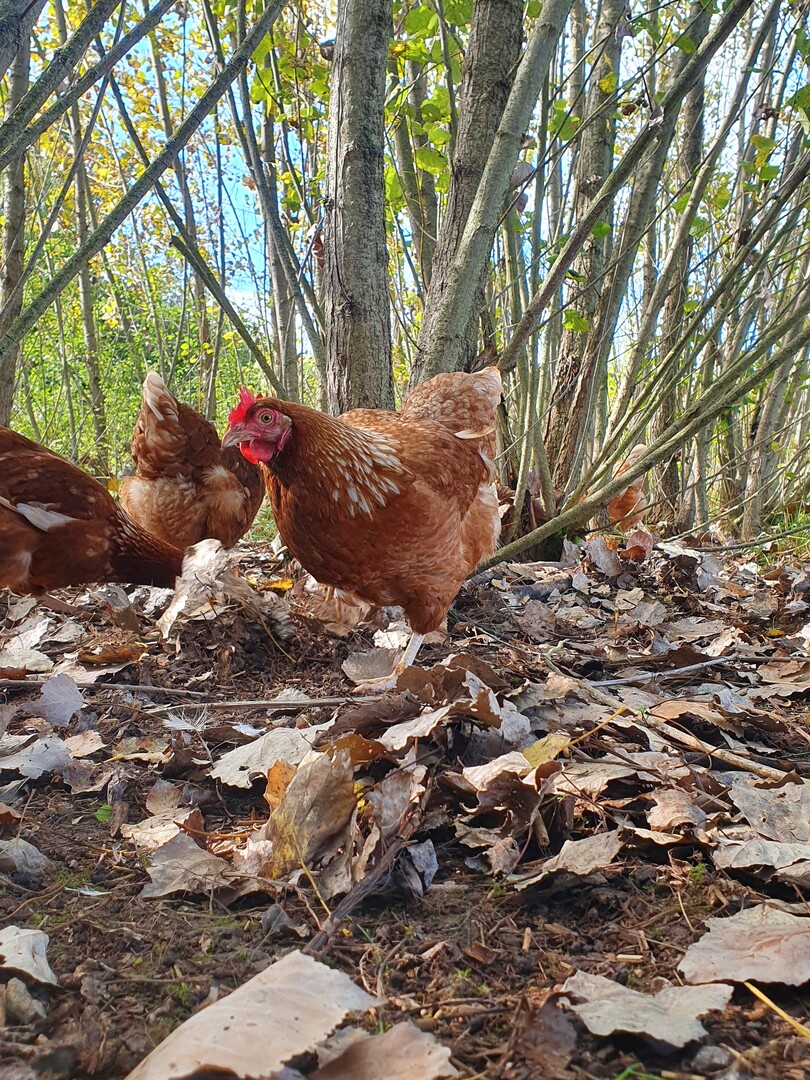 Kurzumtriebsplantage bieten eine artgerechte Umgebung fr die ehemaligen Waldvgel.