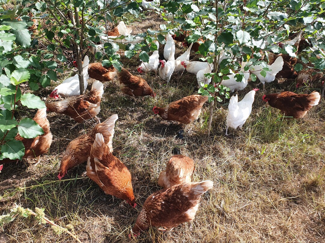  Diese Pappeln wurden 2020 nachgesteckt. Darunter fhlen sich die Hennen sicher. 