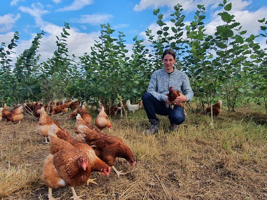 Die Hhnerhaltung in der Kurzumtriebsplantage bringt fast nur Vorteile, findet Philipp Wrner.