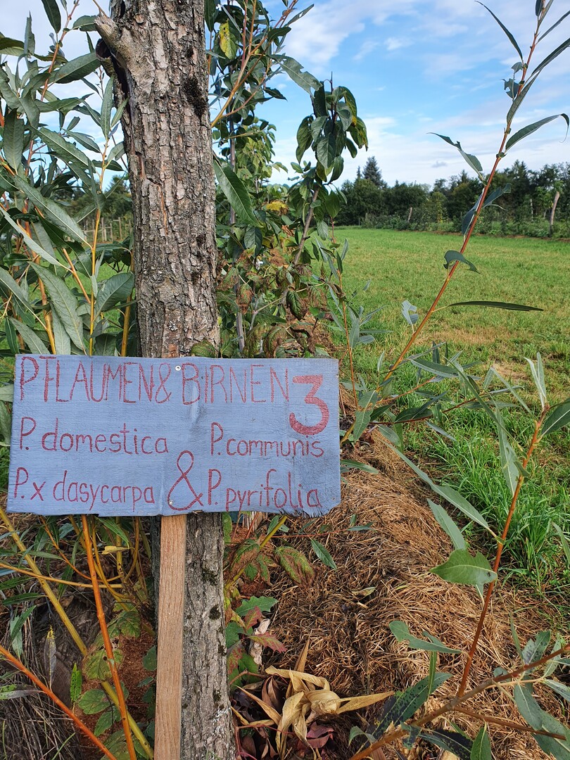 17 Pflaumen- und vier Birnensorten werden zur Zeit auf die Eignung f�r das brandenburgische Klima getestet.