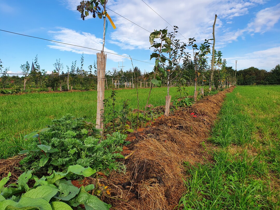 In 19 Reihen wachsen 1900 Pflanzen - immer in mehreren Schichten.
