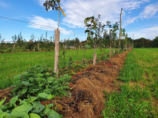 In 19 Reihen wachsen 1900 Pflanzen - immer in mehreren Schichten.