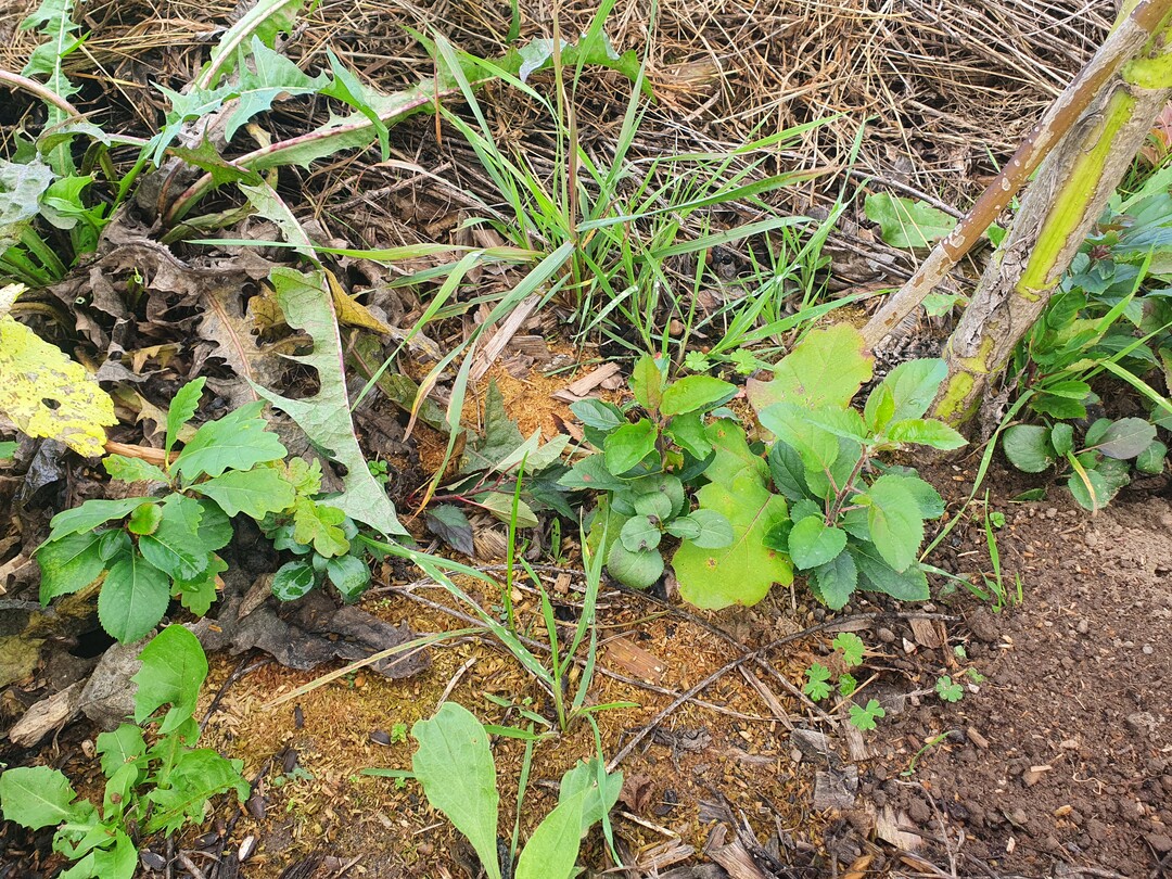 Alle paar Zentimeter steht ein Baums�mling. Die St�rksten werden sp�ter selektiert.