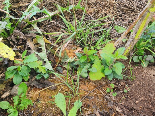 Alle paar Zentimeter steht ein Baums�mling. Die St�rksten werden sp�ter selektiert.