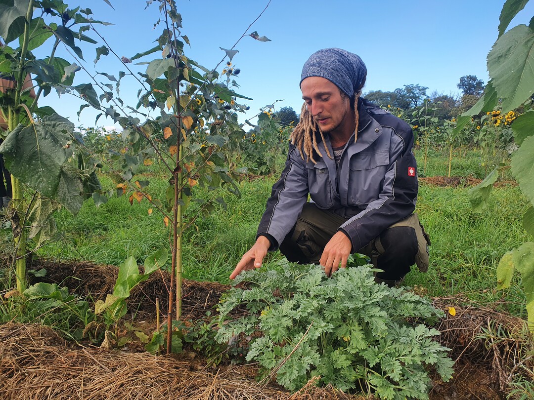 Den B�umen hat de Vries krautige Pflanzen an die Seite gestellt, die die noch zarten S�mlinge beschatten.
