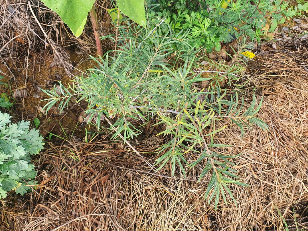 Sanddorn soll als Pioniergeh�lz die ersten Fr�chte der Plantage liefern.