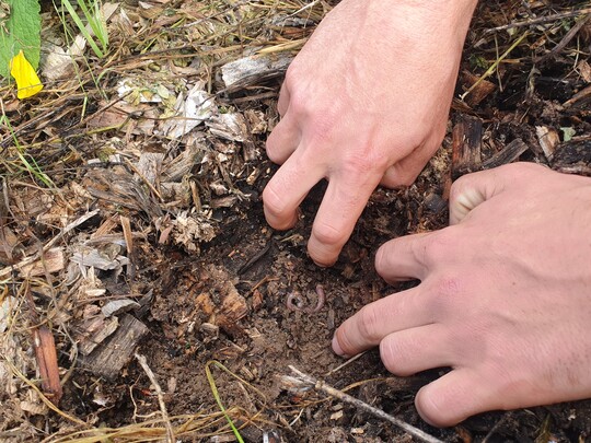 ... Unter dem feuchten, lockeren Substrat f�hlen sich auch Regenw�rmer wohl.
