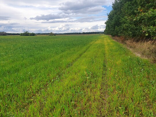 In der Konkurrenzzone mit den Eichen sind die Halme deutlich weniger gr�n.