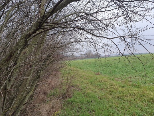Eine Hecke speichert weniger Kohlenstoff als beispielsweise ein Korkeichenwald.