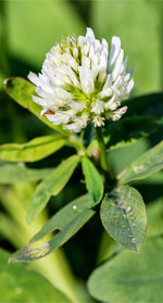 Alexandrinerklee ist gut als Ackerfutter für trockene Standorte geeignet.