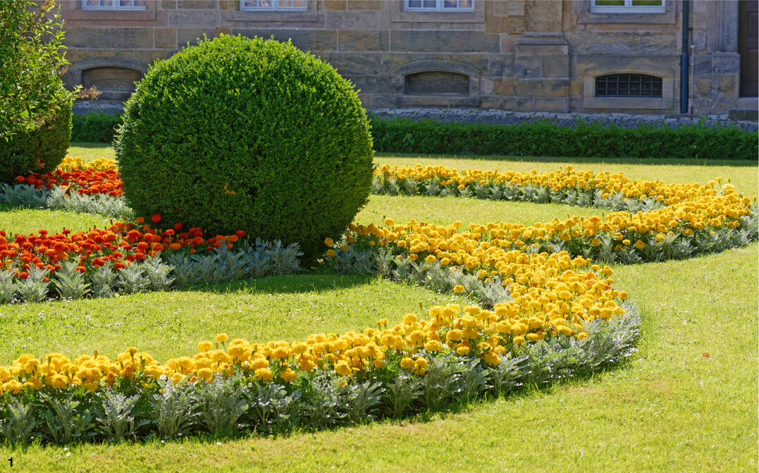 Tagetesrabatten in einem Park. In dieser Form werden die Studentenblumen häufig verwendet.