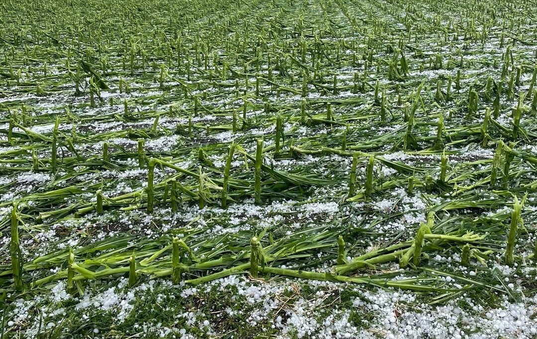 Bayern: Hagel hat in einem Maisbestand einen Totalschaden verursacht.