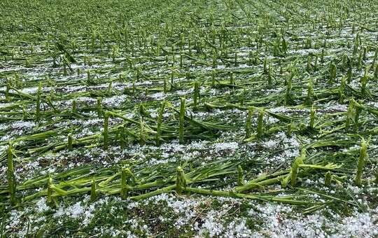 Bayern: Hagel hat in einem Maisbestand einen Totalschaden verursacht.