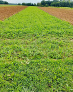 Erbsen-Wicken-Gemenge im Pucher Dauerversuch.