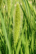 Die Grüne Borstenhirse ist ein problematisches Ungras in vielen Sommerungen.