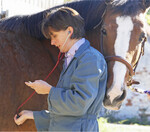 Für die Behandlung ihrer Pferde müssen die Besitzer künftig tiefer in die Tasche greifen.