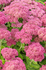 Sedum-Arten vertragen auch mal trockene Zeiten.