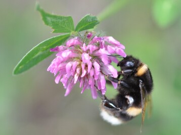 Erdhummel an Rotkleeblte.