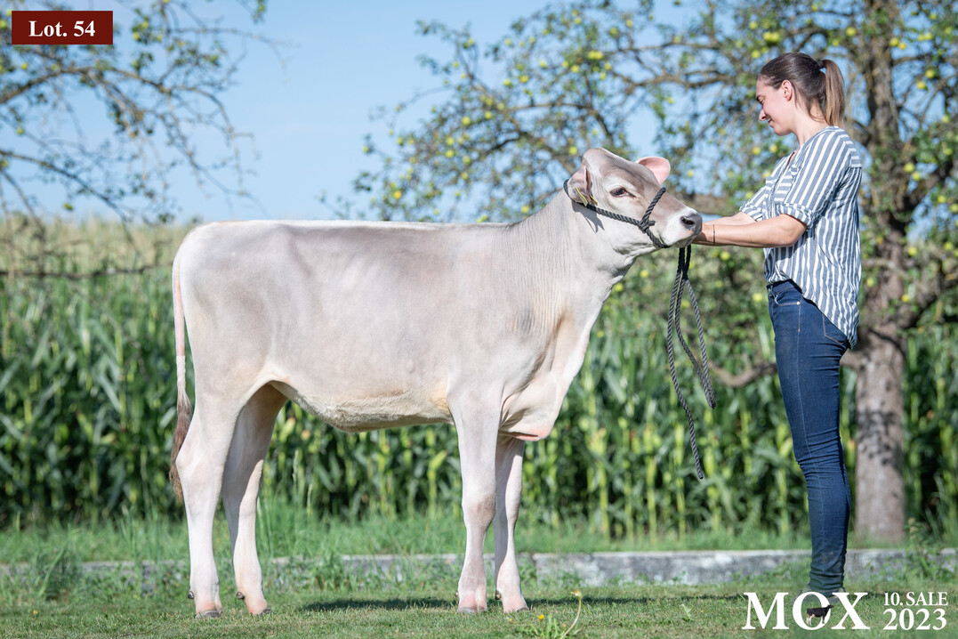 Hei begehrt bei Brown Swiss - Lot 54 Stockingen Dairy Barca Legal