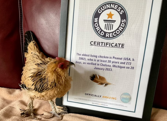Peanut ist aktuell die lteste lebende Henne der Welt.