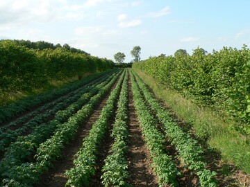 Kartoffeln und Bume: Im Naturpark sind Modellhfe fr individuelle Agroforstsysteme gesucht