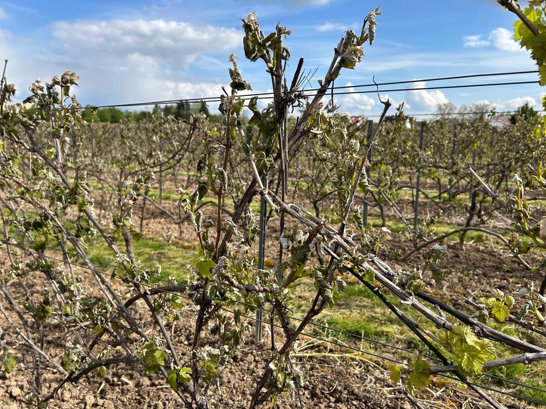 Der Klteeinbruch mit Frostnchten hat im Wein- und Obstbau zu massiven Schden gefhrt. 