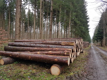 Der Holzeinschlag soll nach den Plnen zum neuen Bundeswaldgesetz in den Hintergrund geraten. Das ist ein wesentlicher Grund dafr, warum die Verbnde der Waldbesitzer den Gesetzesentwurf durch die Bank ablehnen. Sie sehen sich ihrer Grundrechte beraubt und frchten zudem noch mehr Brokratie. Eine Flut von neuen Verfahren knnte die Verwaltungen regelrecht lahmlegen.