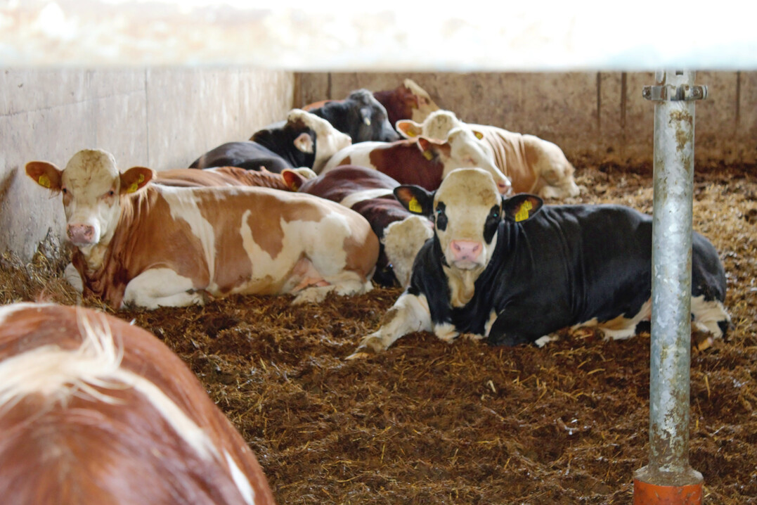 Der Rindfleischmarkt 2025 war durch eine hohe Nachfrage nach hochwertigem Fleisch geprägt. Die Erzeugergemeinschaft für Schlachtvieh Allgäu w.V. Kaufbeuren und die EG-Weilheim wollen ihre Kühe, Bullen und Kälber künftig gemeinsam vermarkten.